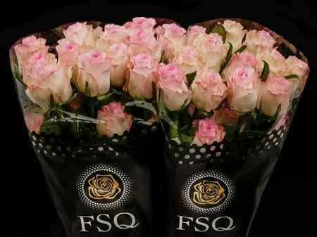 Срезанные цветы оптом Rosa ec mandala от 60шт из Голландии с доставкой по России