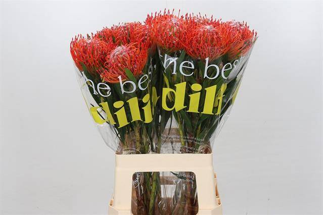 Срезанные цветы оптом Nutans tango от 20шт из Голландии с доставкой по России Срезанные цветы оптом Nutans tango от 20шт из Голландии с доставкой по России