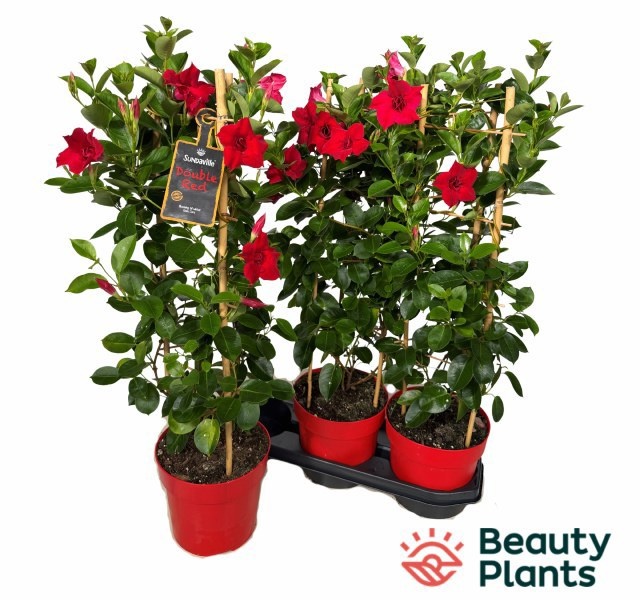 Горшечные цветы и растения оптом Mande Sun Double Red от 3шт из Голландии с доставкой по России