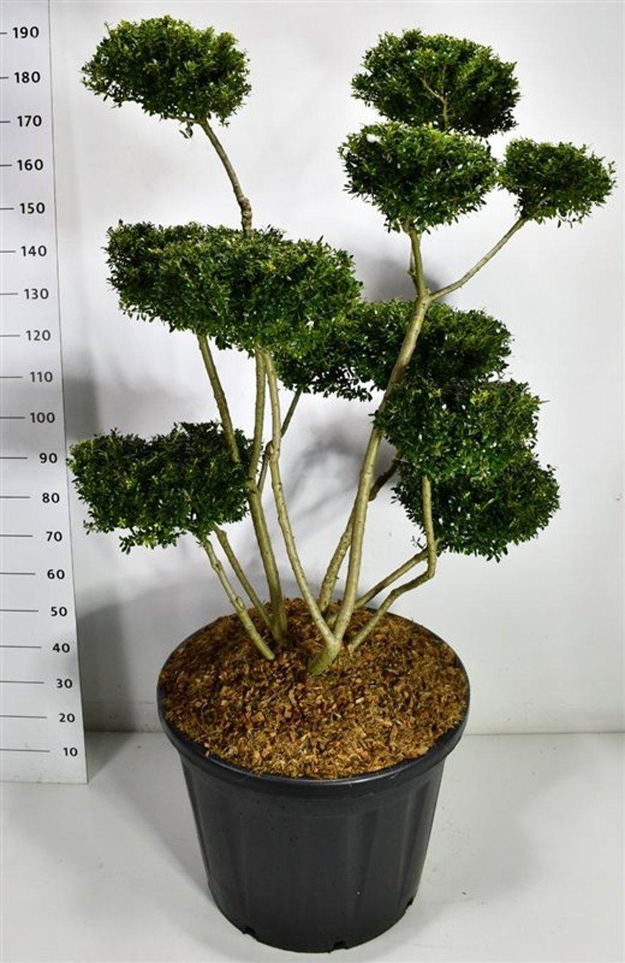 Горшечные цветы и растения оптом Ilex Crenata Fructu Luteo от 1шт из Голландии с доставкой по России