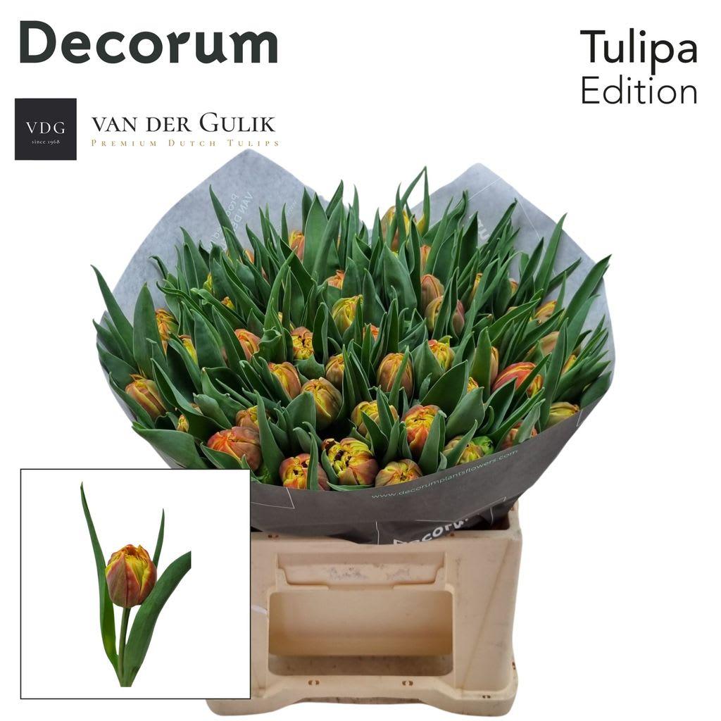 Срезанные цветы оптом Tulipa do edition от 50шт из Голландии с доставкой по России