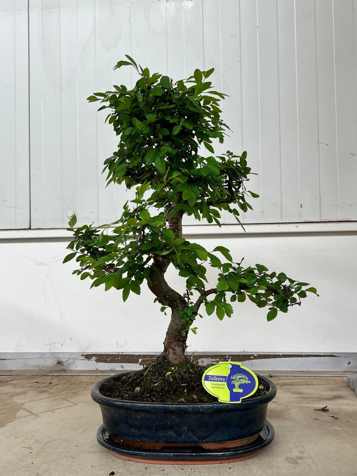 Горшечные цветы и растения оптом Bonsai Zelkova Parvifolia, With Drip от 2шт из Голландии с доставкой по России
