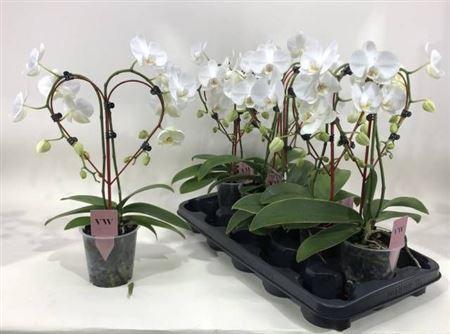 Горшечные цветы и растения оптом Phal Ov Wit 2 Branches 16+ от 5шт из Голландии с доставкой по России