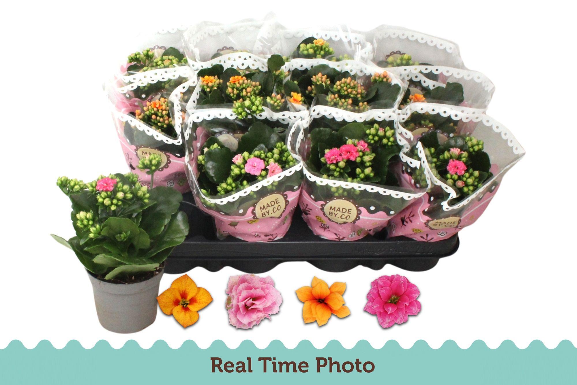 Горшечные цветы и растения оптом Kal Ge Gem Tweekl Bl от 12шт (для телеги) из Голландии с доставкой по России