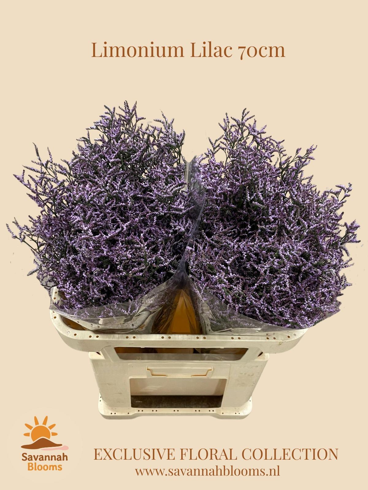 Срезанные цветы оптом Limonium skylight от 50шт из Голландии с доставкой по России