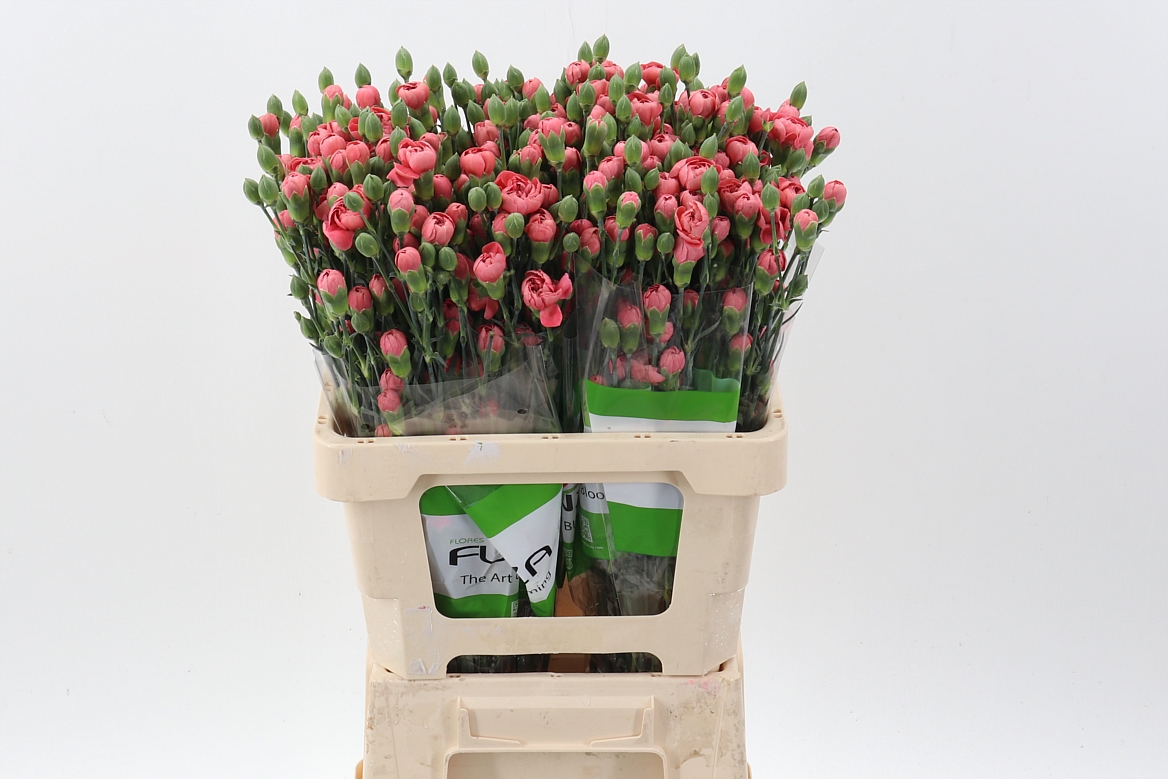 Срезанные цветы оптом Dianthus sp miss trendy от 100шт из Голландии с доставкой по России