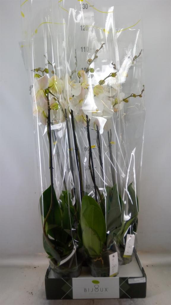 Горшечные цветы и растения оптом Phalaenopsis   ...white от 4шт из Голландии с доставкой по России