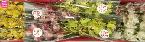 Срезанные цветы оптом Minicymbidium mix spring от 10шт из Голландии с доставкой по России