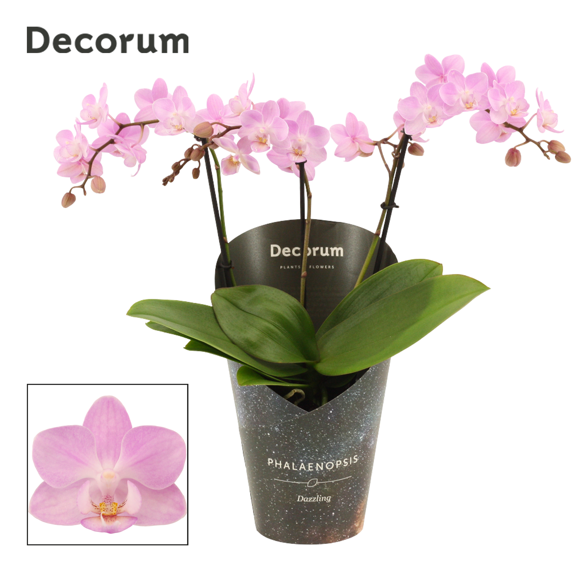 Горшечные цветы и растения оптом Phal 3-4st Dazzling Cotton Candy (decorum) от 6шт из Голландии с доставкой по России