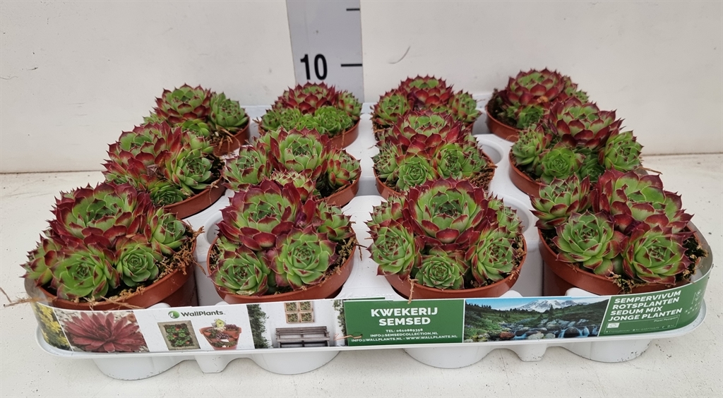 Горшечные цветы и растения оптом Sempervivum   ... от 12шт (для телеги) из Голландии с доставкой по России