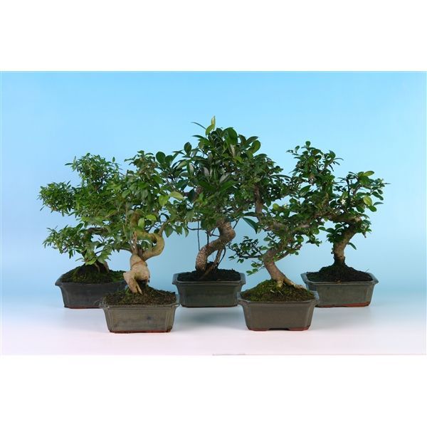 Горшечные цветы и растения оптом Bonsai Mix Indoor Shape Without Drip Tr от 10шт из Голландии с доставкой по России