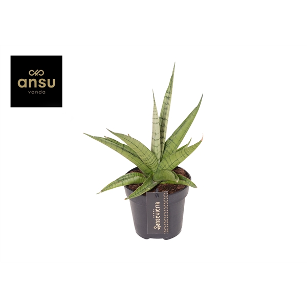Горшечные цветы и растения оптом Sansevieria Comet Laurel Grey No. 1 от 10шт из Голландии с доставкой по России
