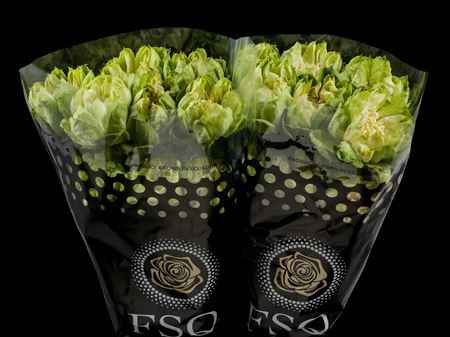 Срезанные цветы оптом Rosa ec veggie от 40шт из Голландии с доставкой по России