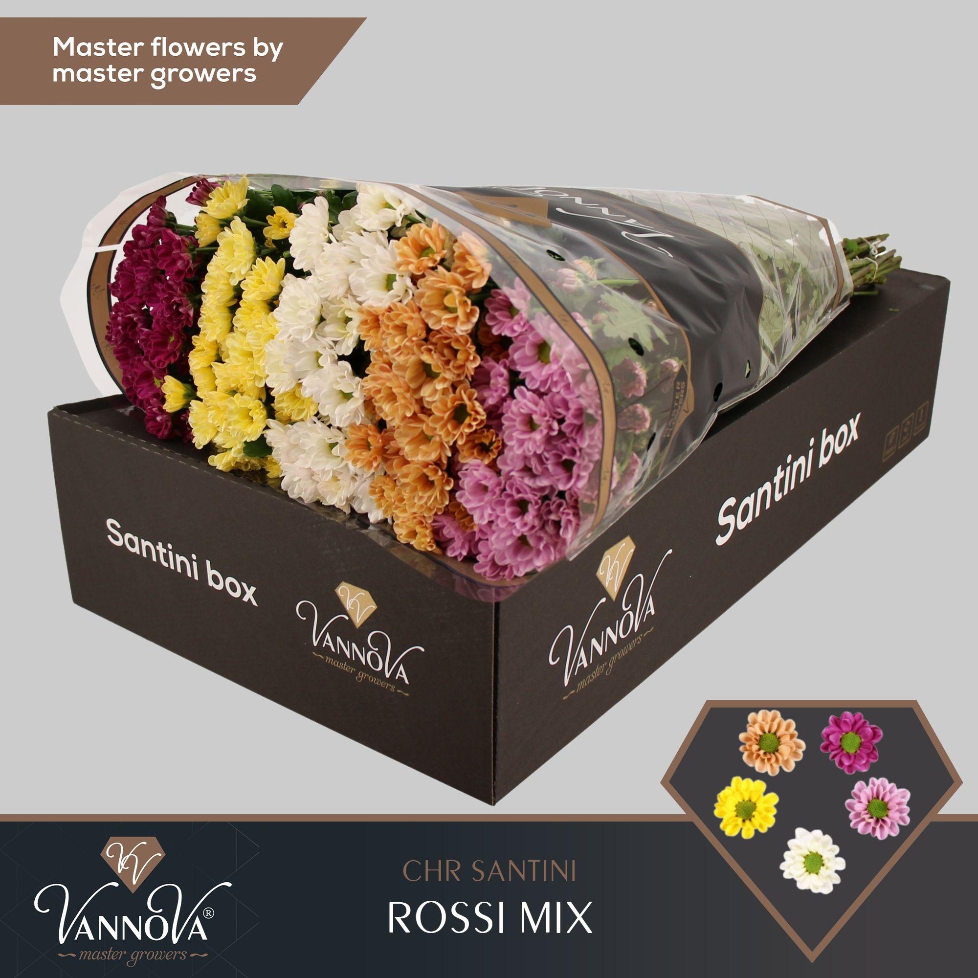 Срезанные цветы оптом Chrys sa rossi mix in bucket от 25шт из Голландии с доставкой по России