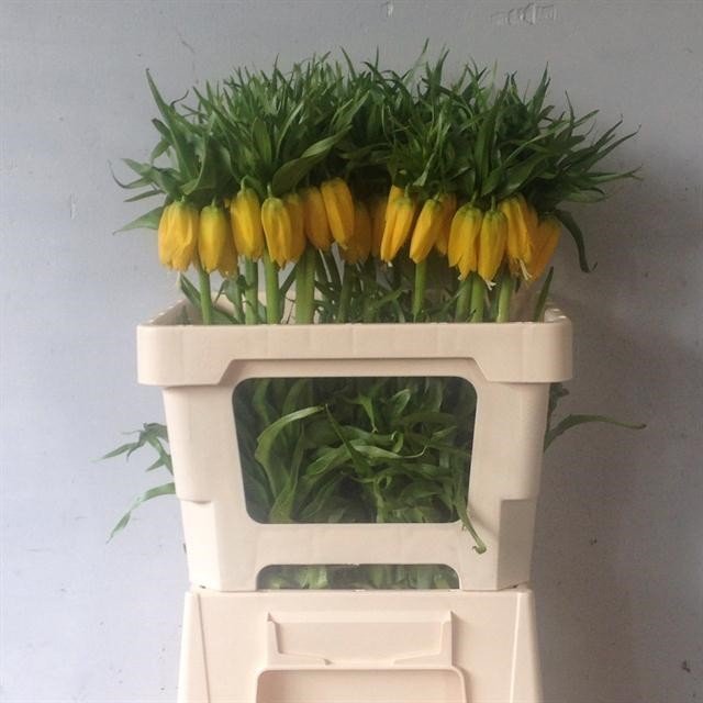 Срезанные цветы оптом Fritillaria lutea от 15шт из Голландии с доставкой по России