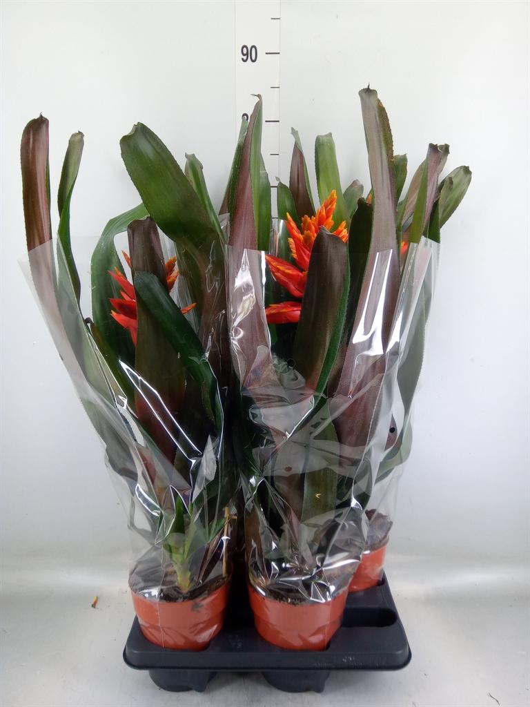 Горшечные цветы и растения оптом Aechmea   ... от 4шт из Голландии с доставкой по России