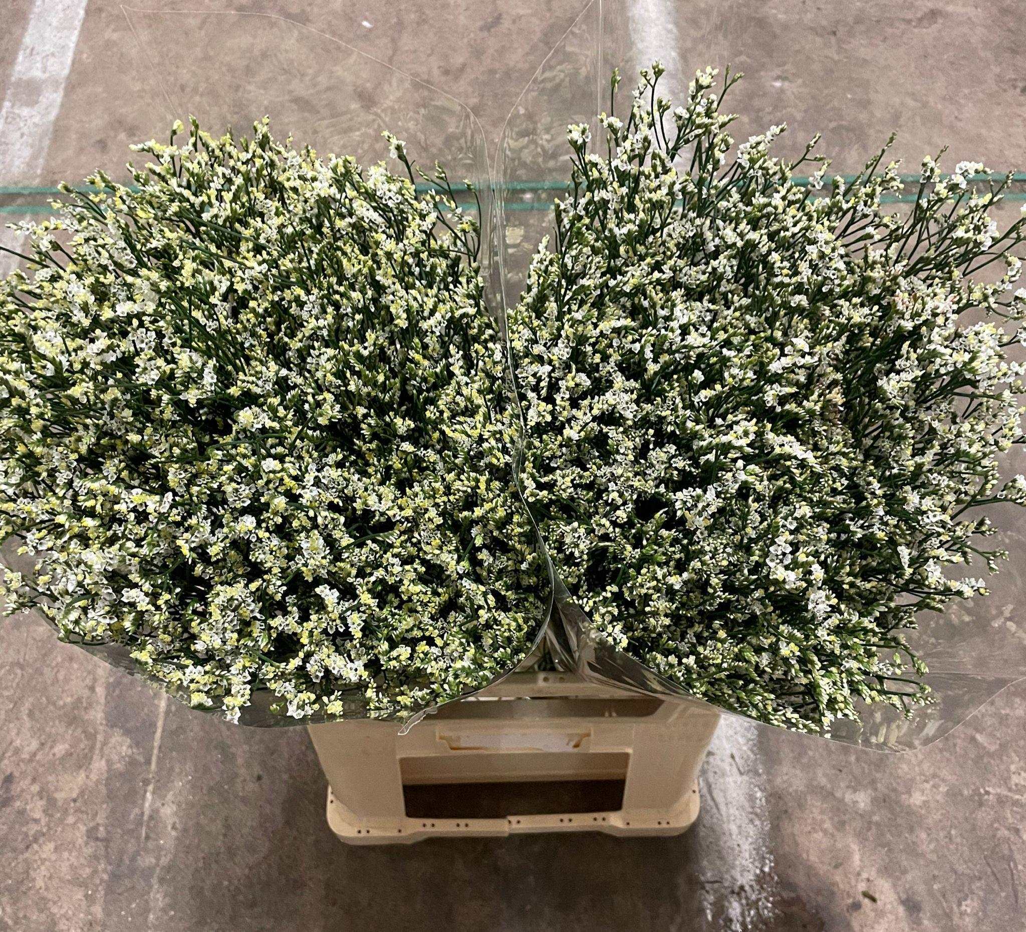 Срезанные цветы оптом Limonium cool diamond от 50шт из Голландии с доставкой по России