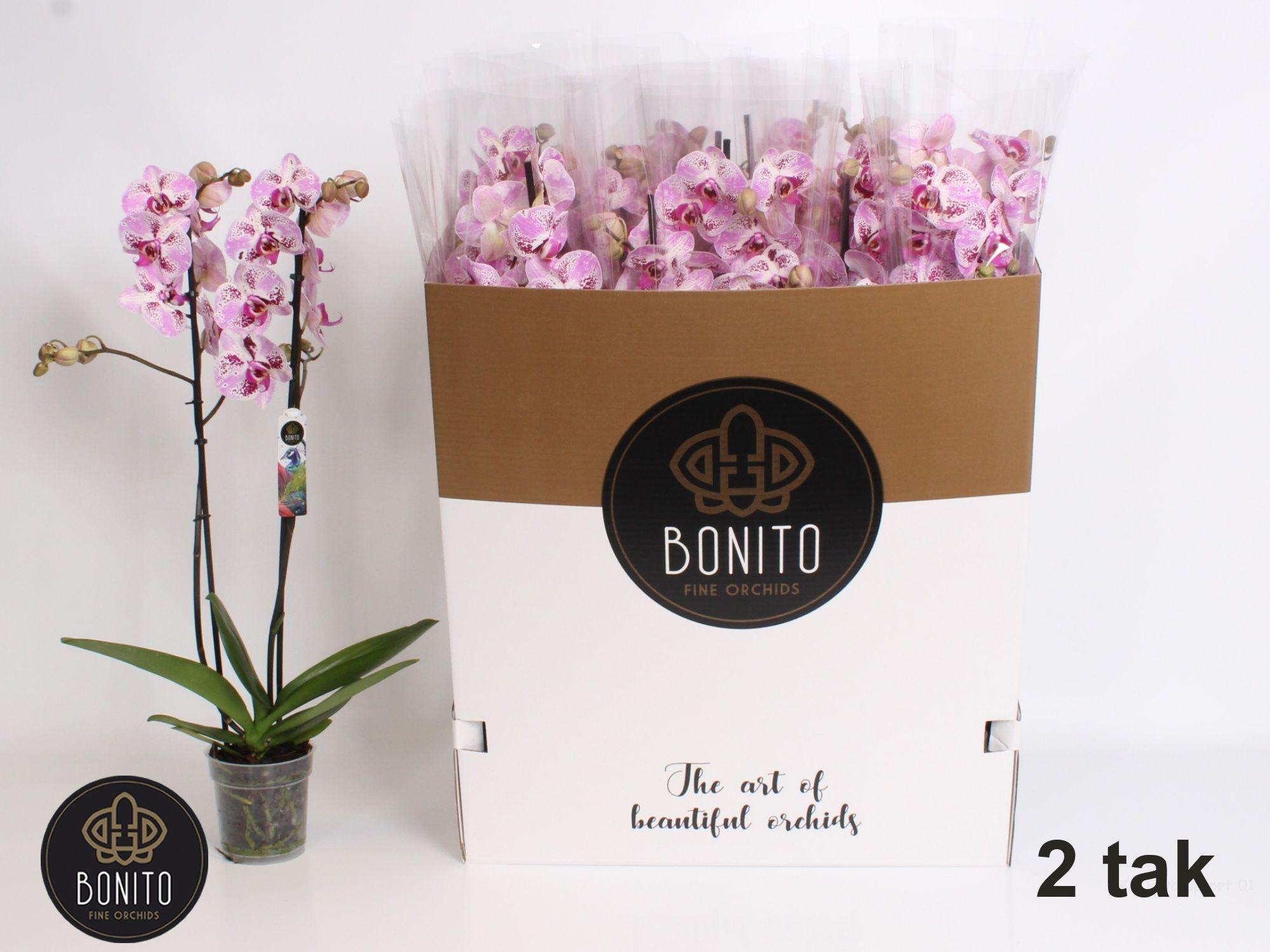 Горшечные цветы и растения оптом Phal An Sevilla от 12шт из Голландии с доставкой по России