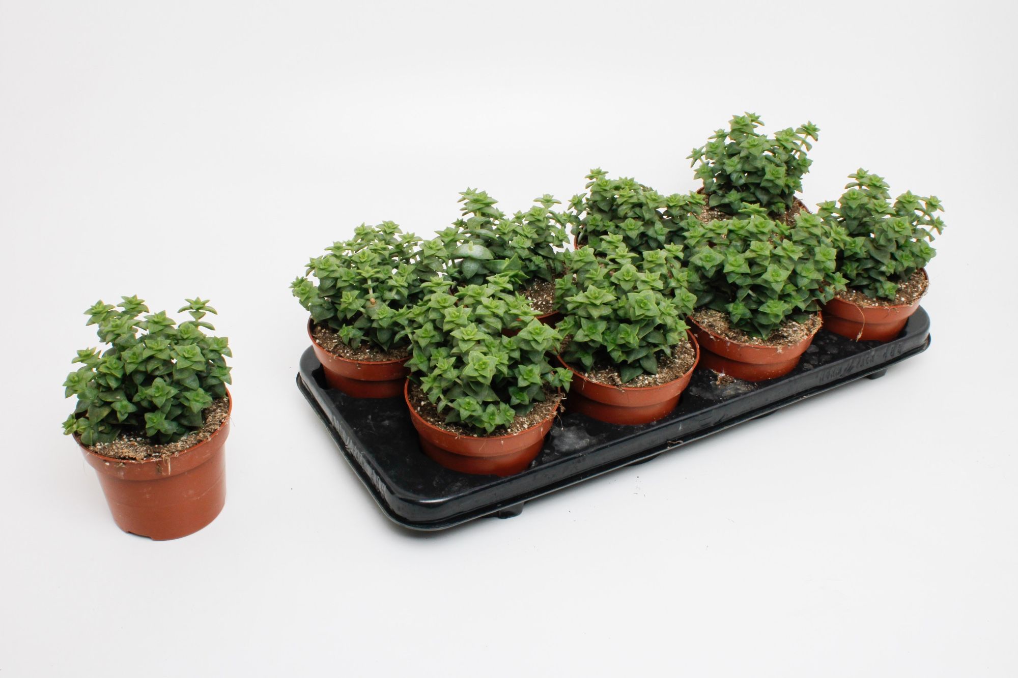 Горшечные цветы и растения оптом Crassula Perforata от 6шт из Голландии с доставкой по России