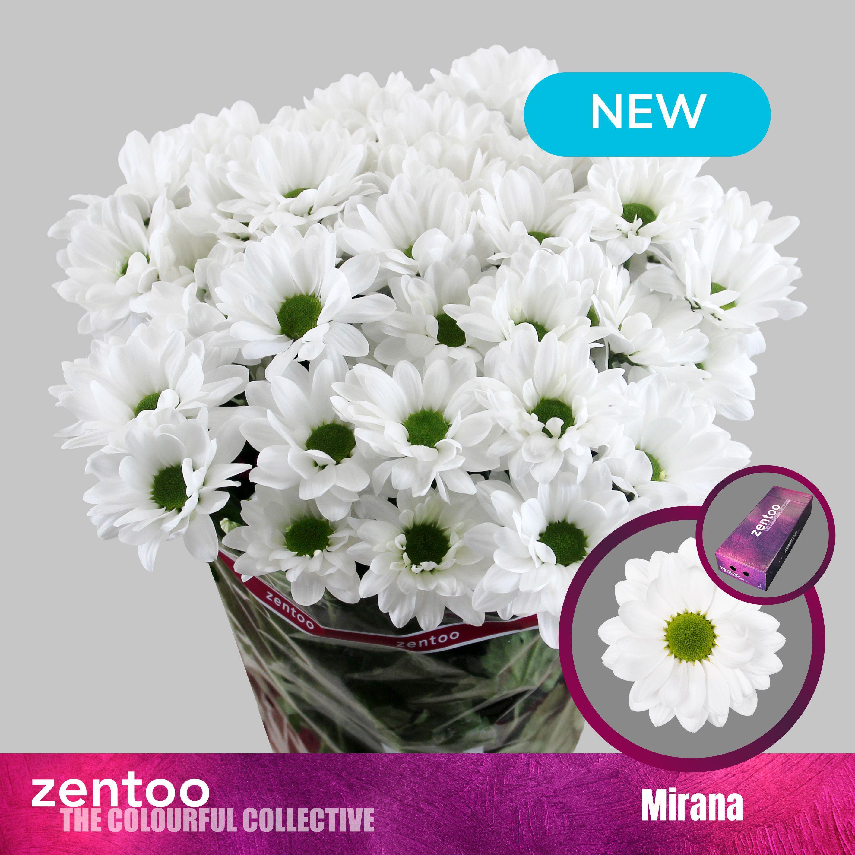 Срезанные цветы оптом Chrys sp mirana от 160шт из Голландии с доставкой по России