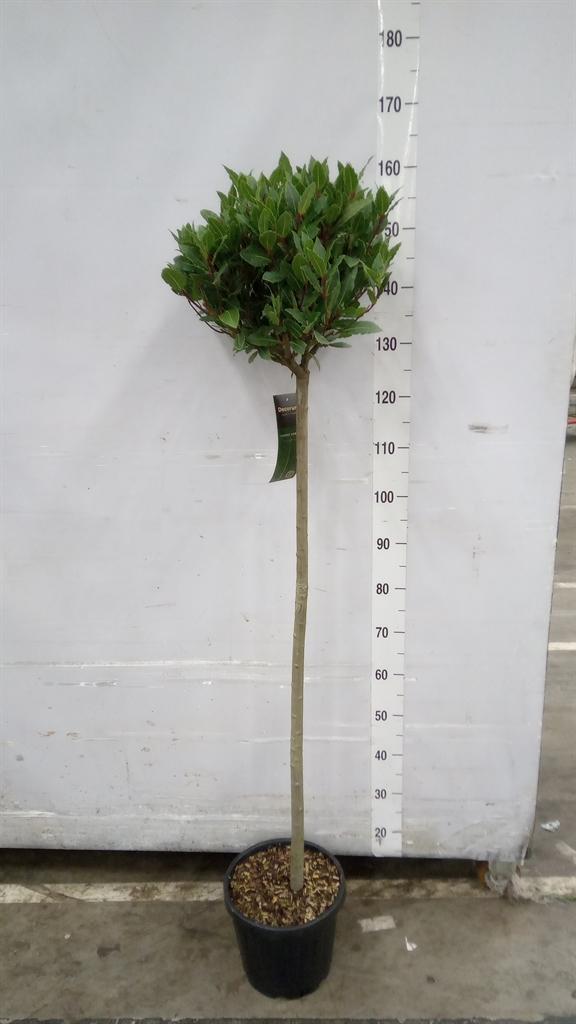 Горшечные цветы и растения оптом Laurus Nobilis от 1шт из Голландии с доставкой по России