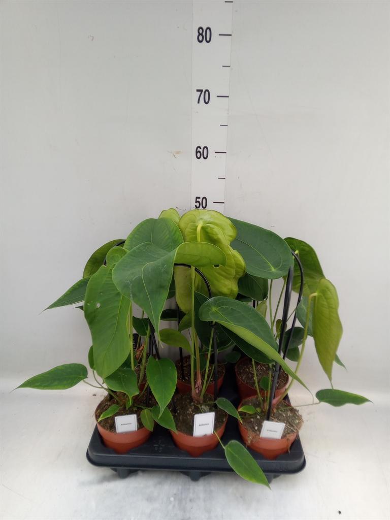 Горшечные цветы и растения оптом Anthurium   ... от 6шт из Голландии с доставкой по России