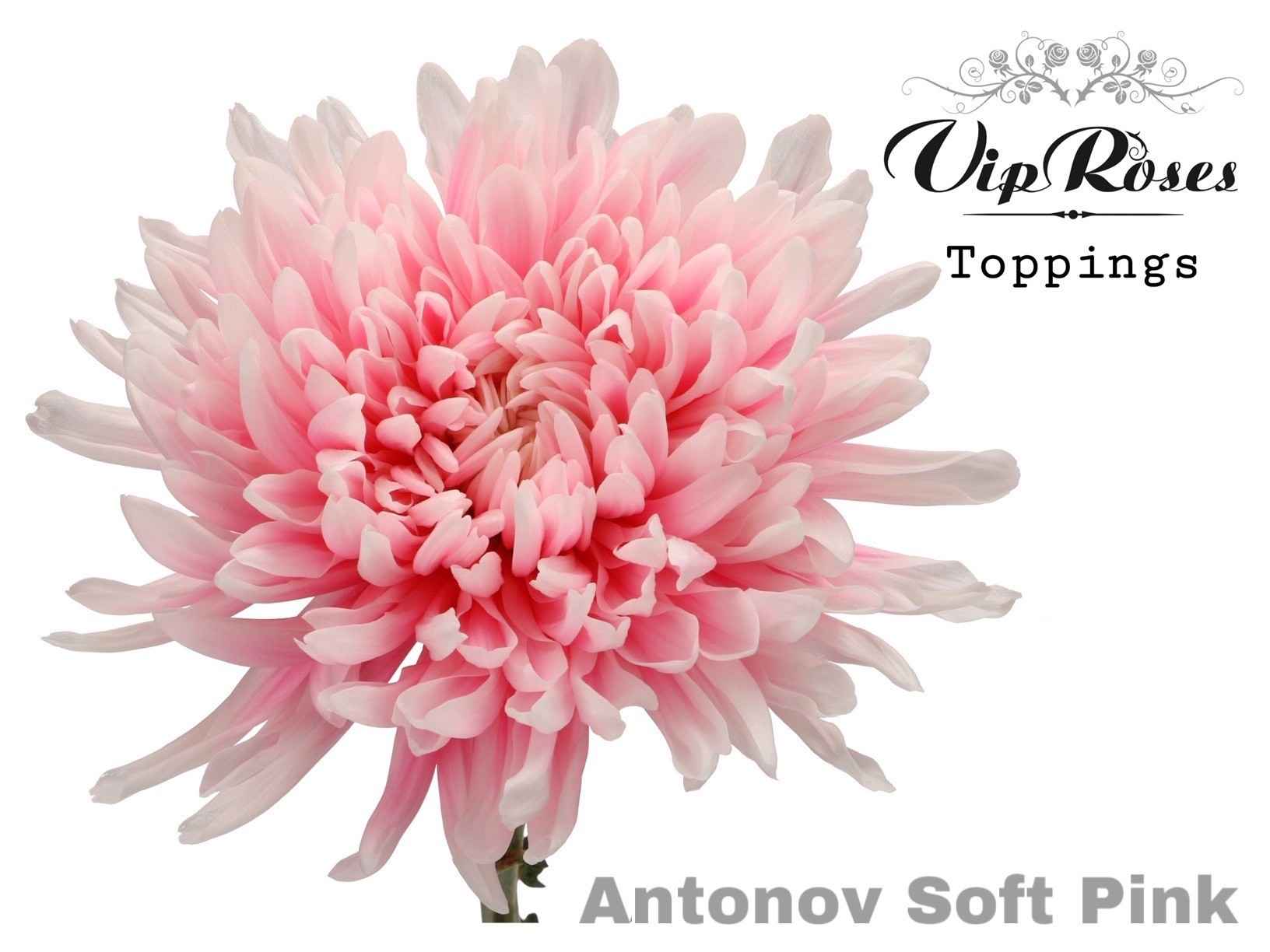 Срезанные цветы оптом Chrys bl paint antonov soft pink от 20шт из Голландии с доставкой по России