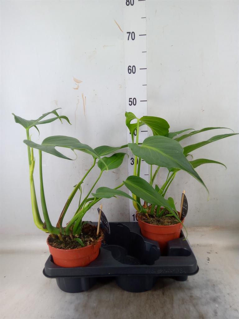 Горшечные цветы и растения оптом Monstera   ... от 2шт из Голландии с доставкой по России