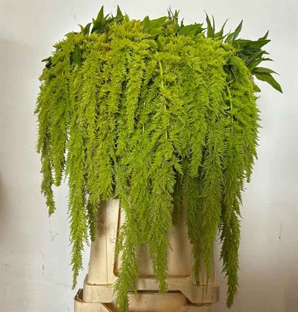 Срезанные цветы оптом Amaranthus green spider от 60шт из Голландии с доставкой по России