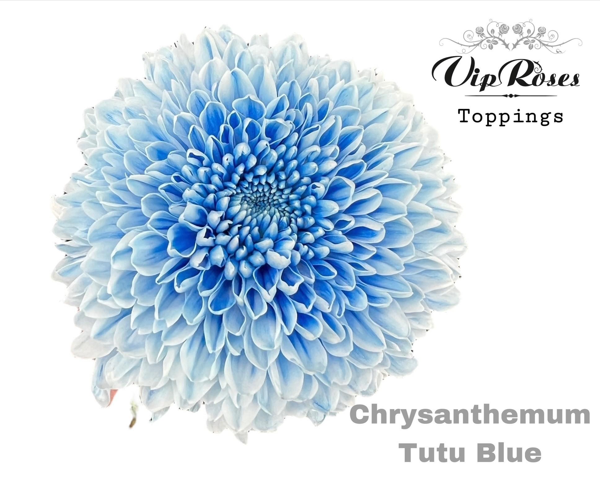 Срезанные цветы оптом Chrys bl paint tutu blue от 10шт из Голландии с доставкой по России