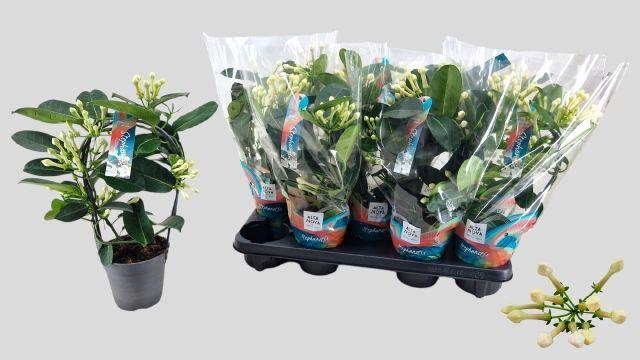 Горшечные цветы и растения оптом Steph Fl Ov от 9шт из Голландии с доставкой по России