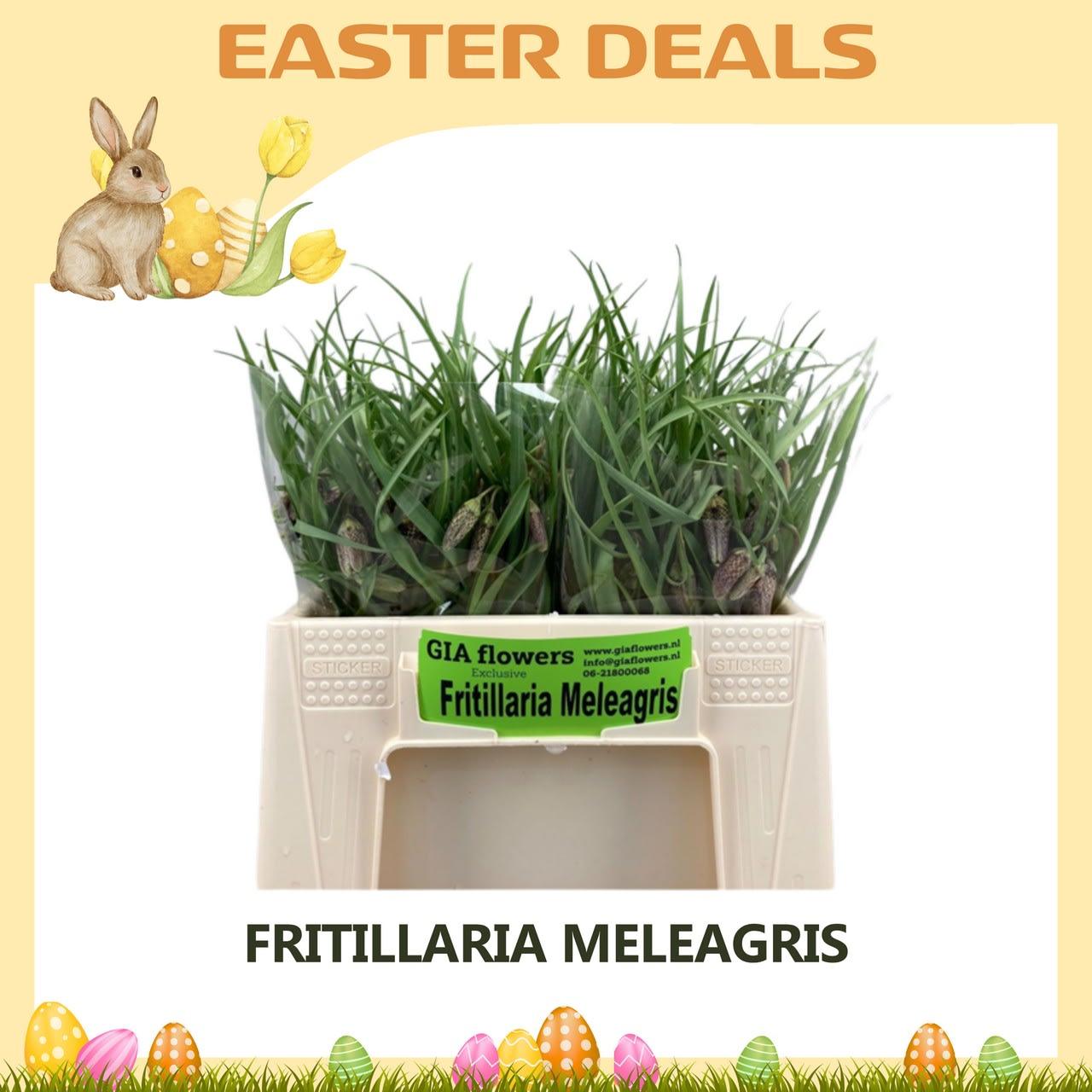 Срезанные цветы оптом Fritillaria meleagris от 100шт из Голландии с доставкой по России