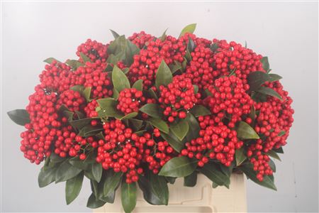 Срезанные цветы оптом Skimmia red berry от 6шт из Голландии с доставкой по России