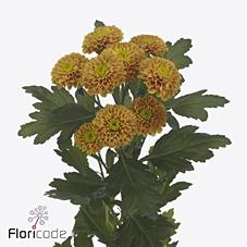 Срезанные цветы оптом Chrys sp lionking от 80шт. из Голландии с доставкой по России