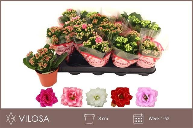 Горшечные цветы и растения оптом Kalanchoe B Ge Gemengd 5 Kl от 16шт (для телеги) из Голландии с доставкой по России
