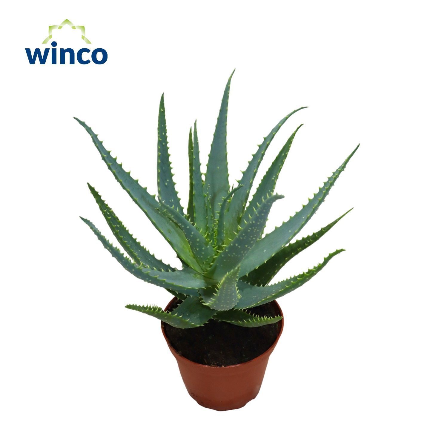 Горшечные цветы и растения оптом Aloe Arborescens от 8шт из Голландии с доставкой по России