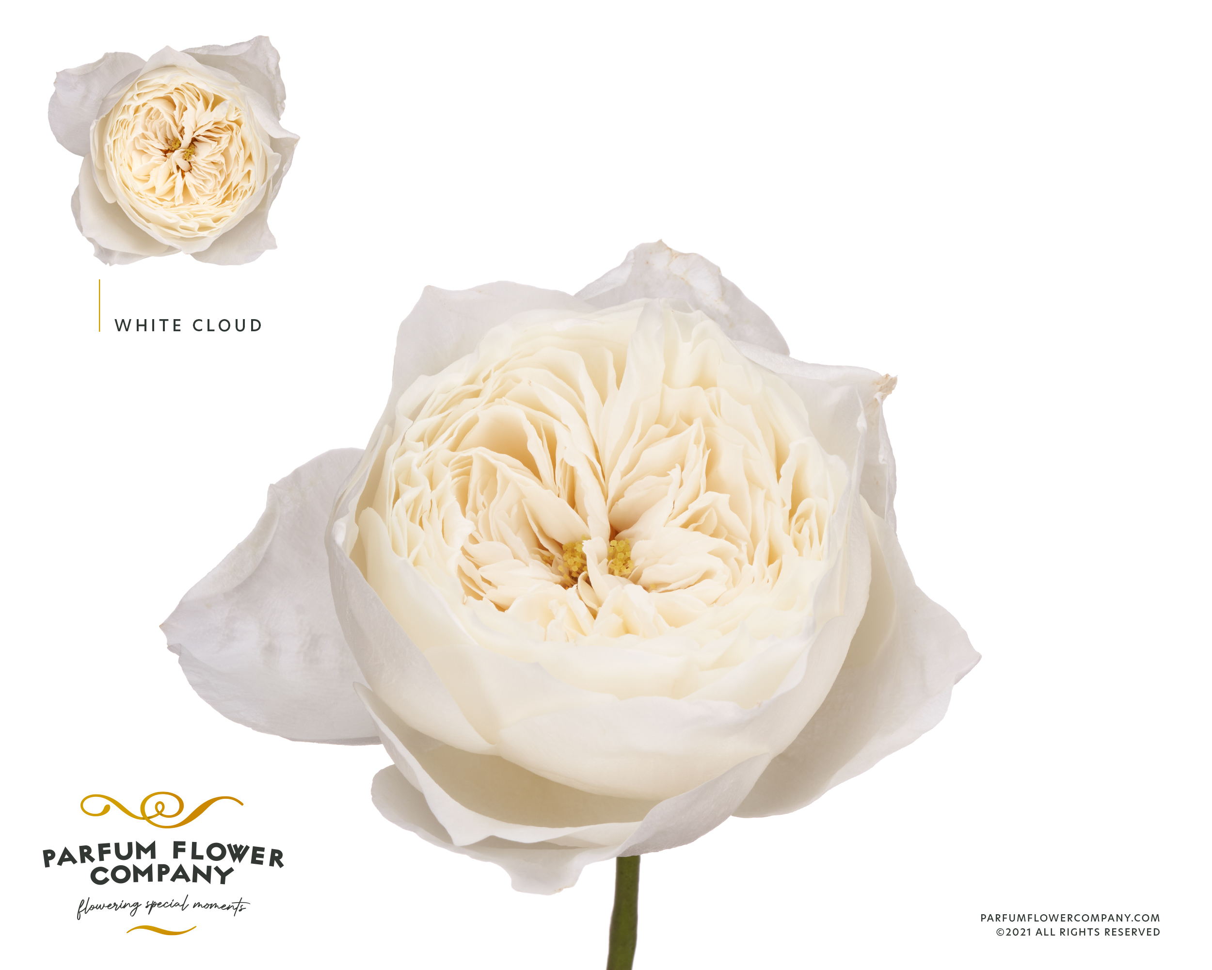 Срезанные цветы оптом Rosa garden white cloud от 24шт из Голландии с доставкой по России