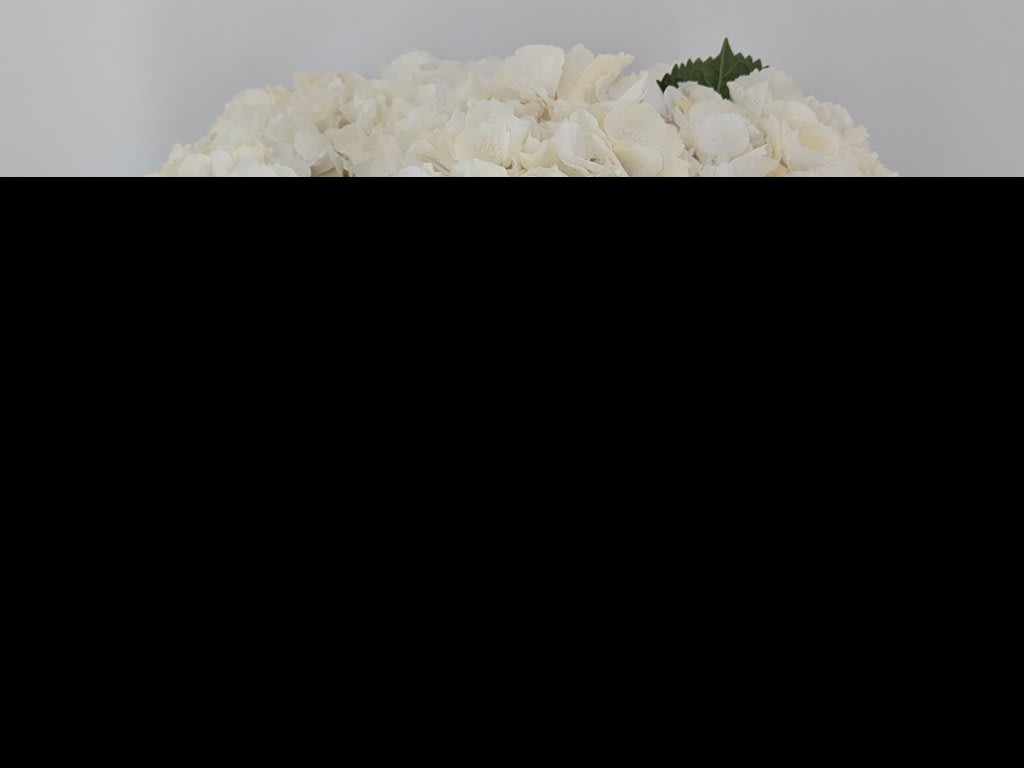 Срезанные цветы оптом Hydrangea white verena от 10шт... из Голландии с доставкой по России