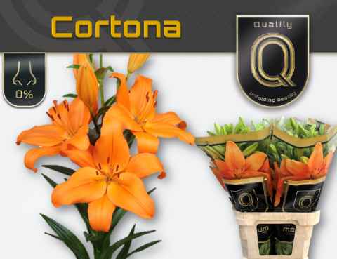 Срезанные цветы оптом Lilium la cortona magnum от 50шт из Голландии с доставкой по России