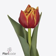 Срезанные цветы оптом Tulipa do thunderball от 50шт из Голландии с доставкой по России