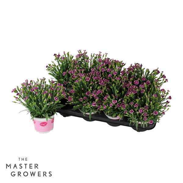 Горшечные цветы и растения оптом Dianthus Pink Kisses от 8шт из Голландии с доставкой по России