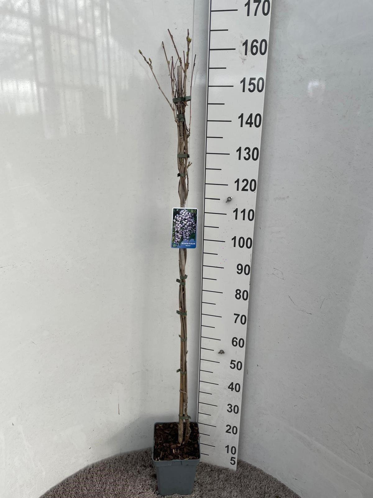 Горшечные цветы и растения оптом Wist Fl Domino от 1шт из Голландии с доставкой по России