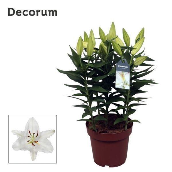 Горшечные цветы и растения оптом Lilium Or Oxygen 5pp (decorum) от 5шт из Голландии с доставкой по России