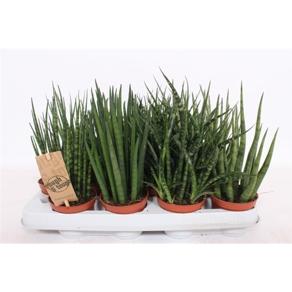 Горшечные цветы и растения оптом Sansevieria Luxe Mix от 18шт из Голландии с доставкой по России