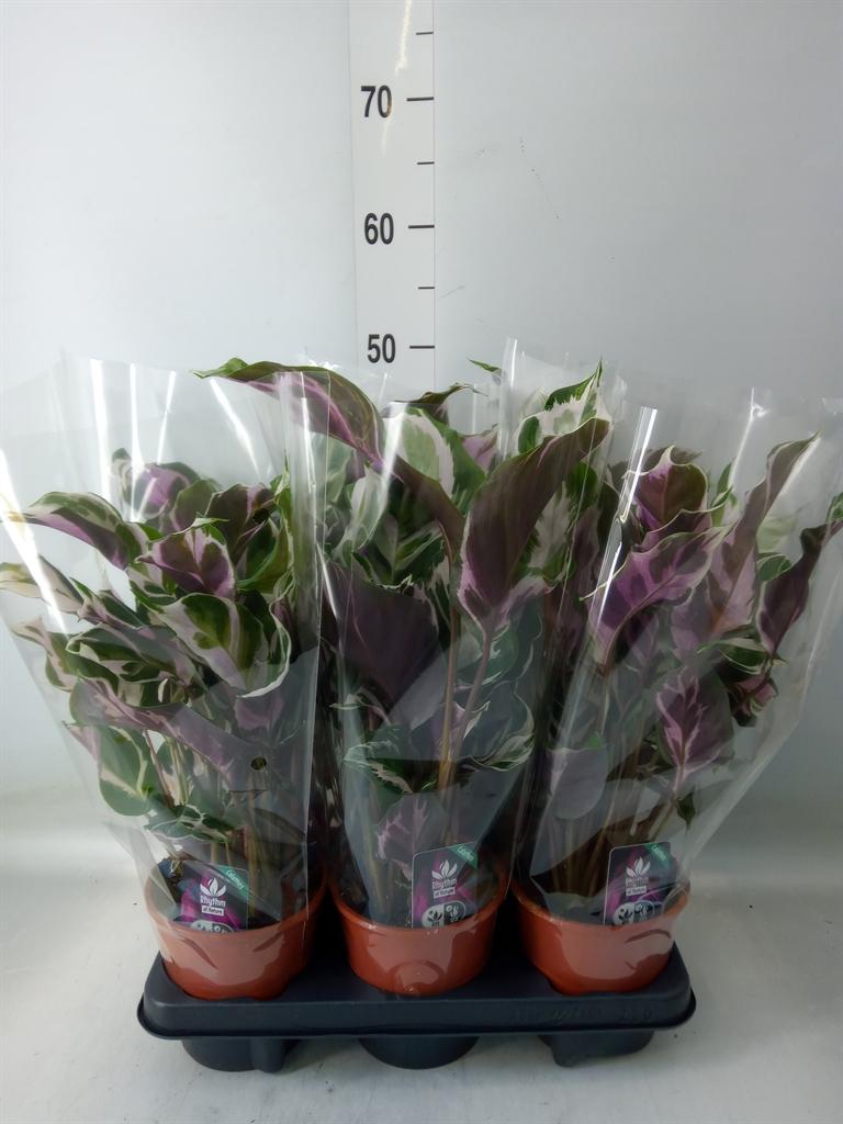 Горшечные цветы и растения оптом Calathea stella от 6шт из Голландии с доставкой по России