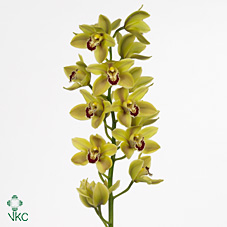 Срезанные цветы оптом Cymbidium white paris от 8шт. из Голландии с доставкой по России