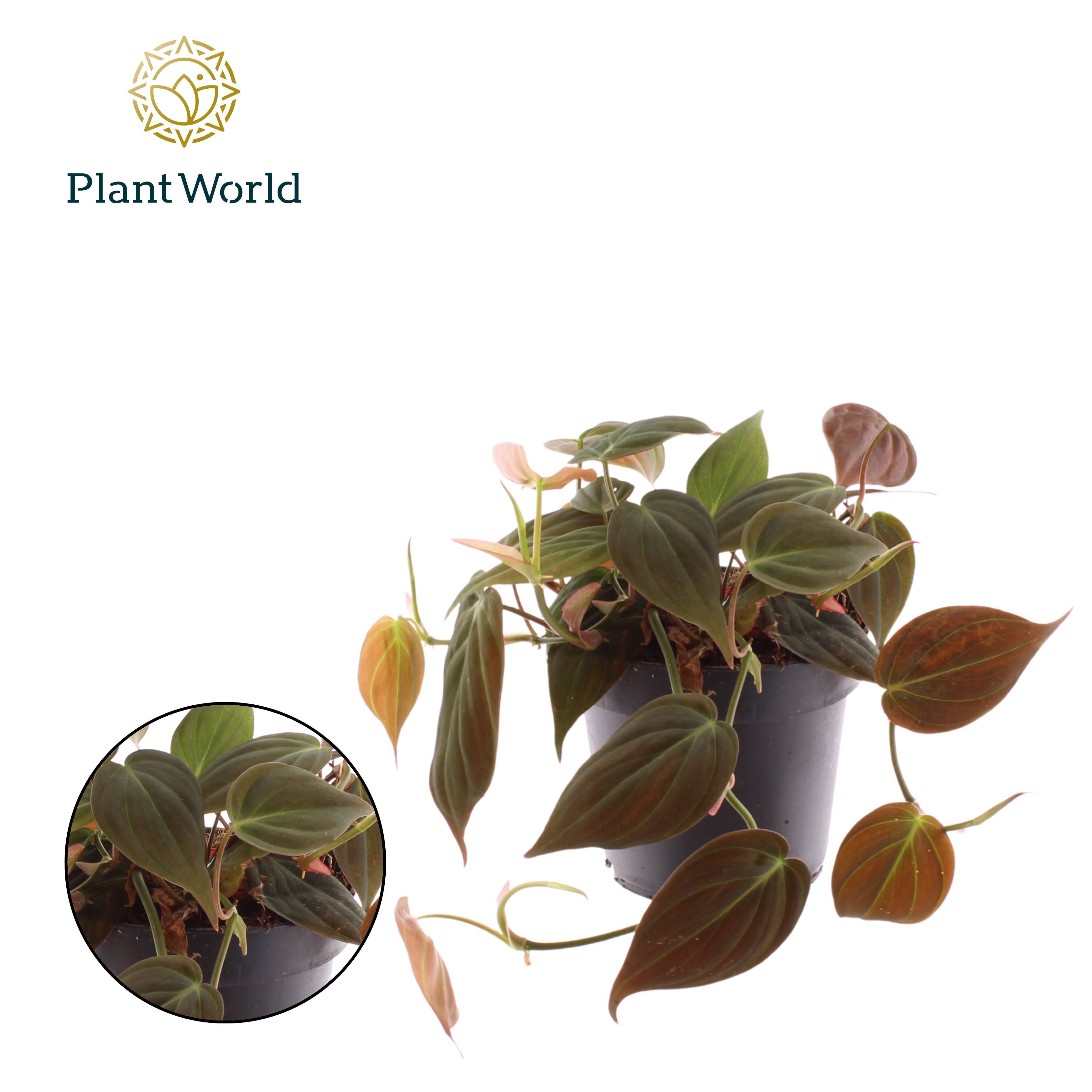 Горшечные цветы и растения оптом Philodendron Scandens Micans от 10шт из Голландии с доставкой по России