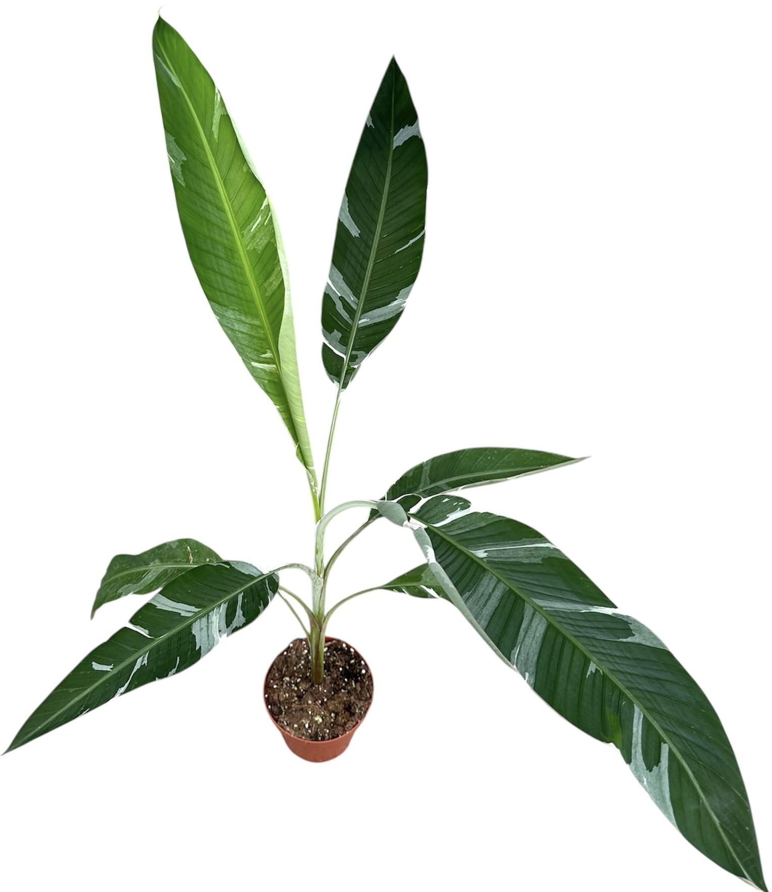 Горшечные цветы и растения оптом Musa Florida Variegata от 1шт из Голландии с доставкой по России