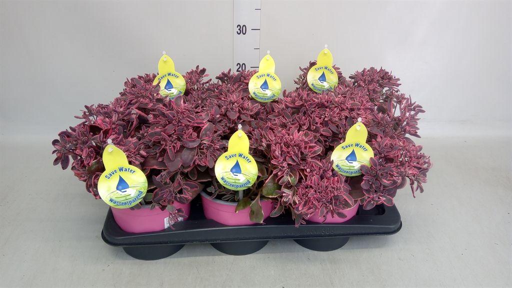 Горшечные цветы и растения оптом Sedum   ... от 6шт из Голландии с доставкой по России
