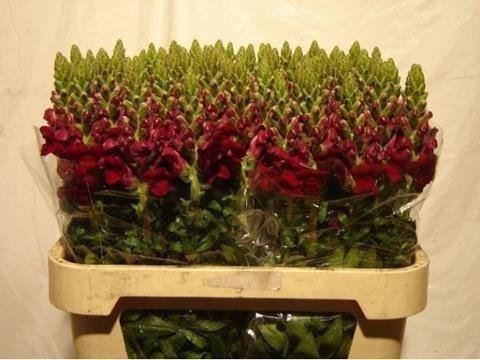Срезанные цветы оптом Antirrhinum red от 50шт из Голландии с доставкой по России